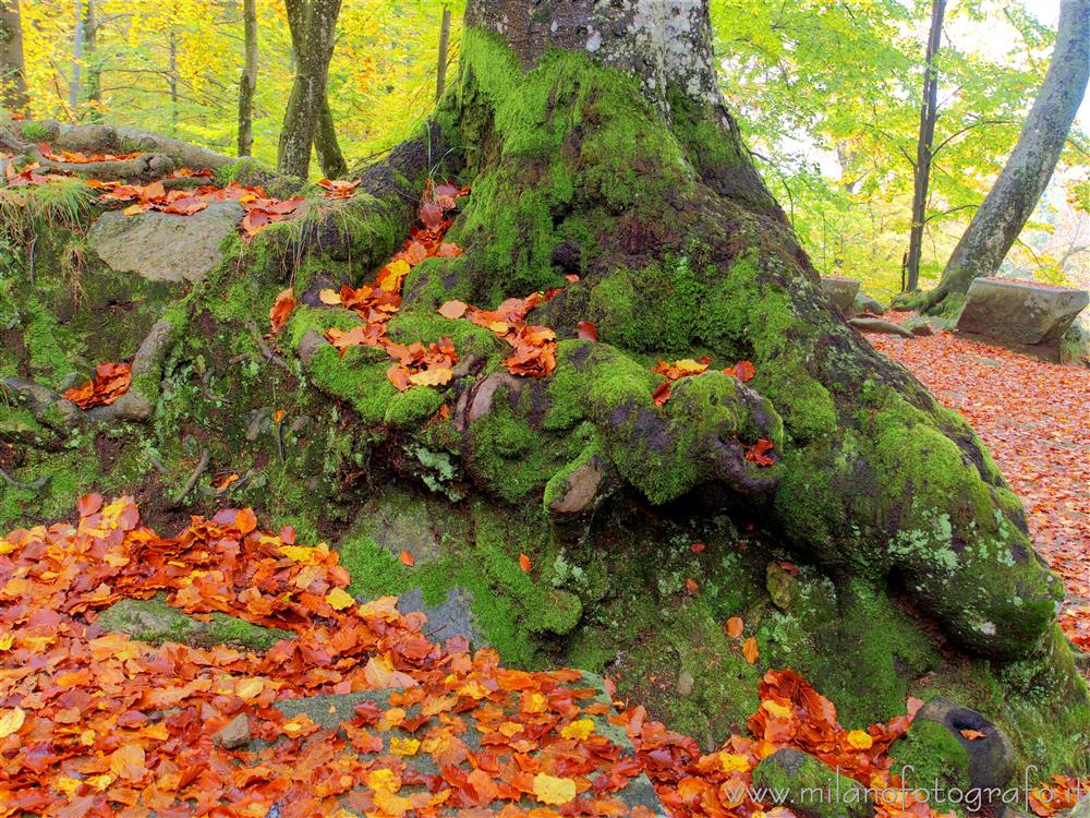 Biella (Italy) - Moss-covered base of a trunk in autumn in the woods around the Sanctuary of Oropa